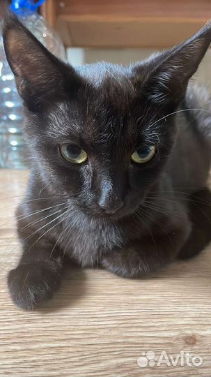 Кошки в добрые руки бесплатно