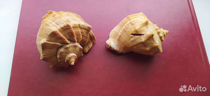 Морские ракушки раковины