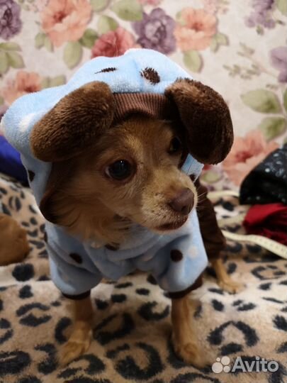 Комбинезон для маленькой собачки