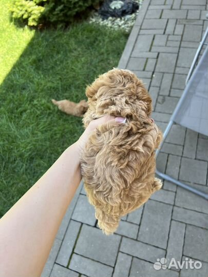 Мальтипу Ф1 мини девочка