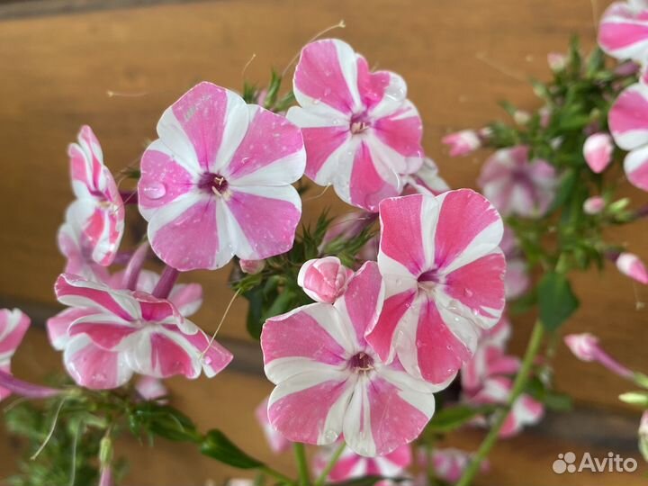 Флокс Пеперминт Твист