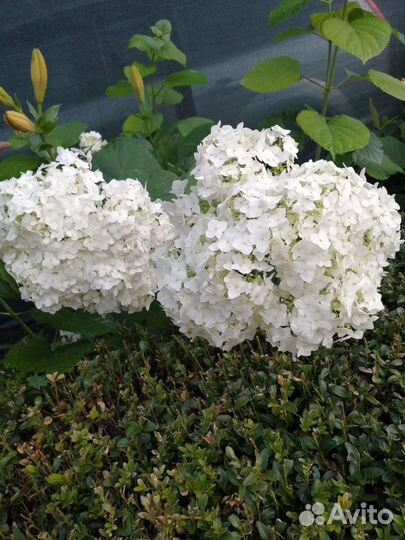 Многолетние растения для сада