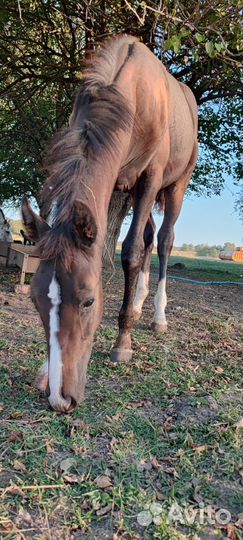 Жеребчик и молодая кобылка