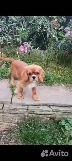 Кавалер кинг чарльз спаниель девочка