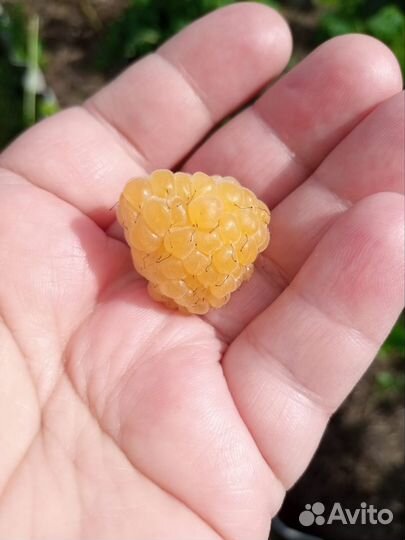 Малина желтая саженцы