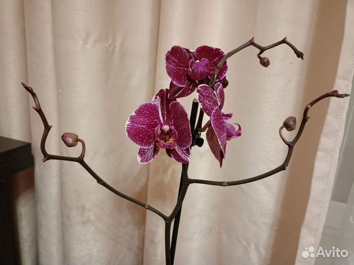 Орхидея фаленопсис