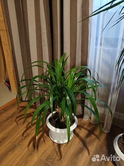 Цветок Панданус Вейча