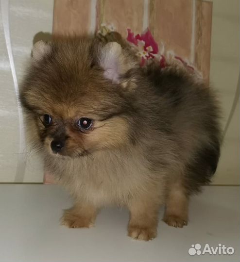 Щенки шпица