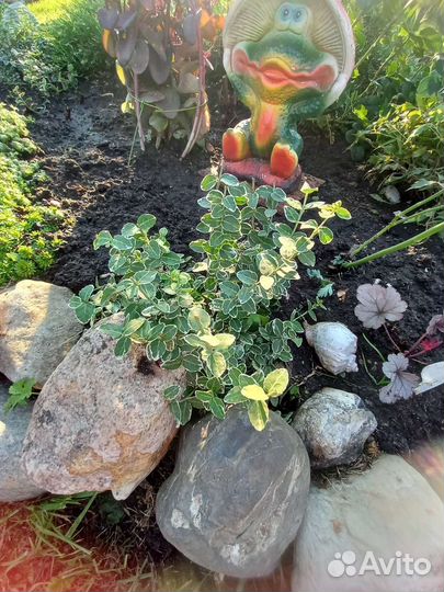 Спирия, дерен, ива