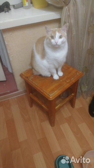 Кошки в добрые руки
