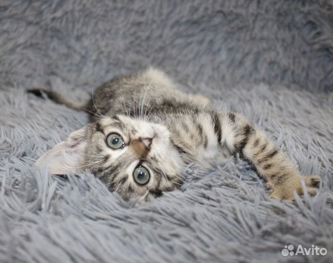 Передержка собак/грызунов/птиц