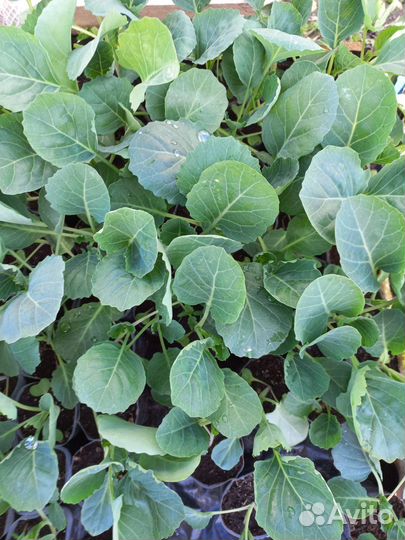 Капуста мегатон