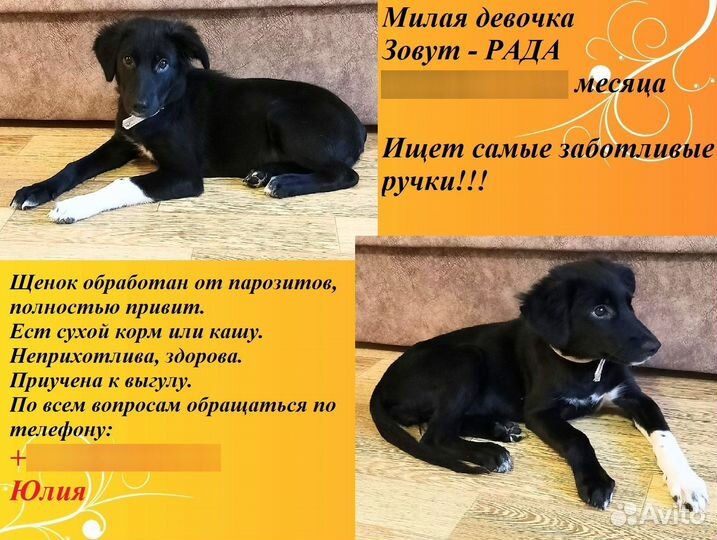 Щенок (девочка) в добрые руки