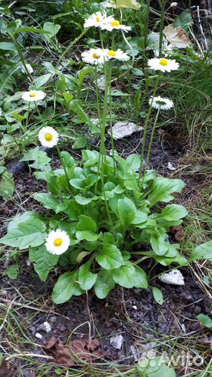 Маргаритка белая