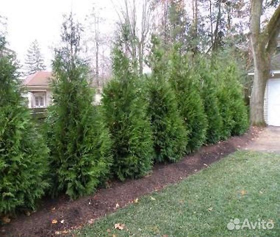 Туя,ёлка с посадкой (без)