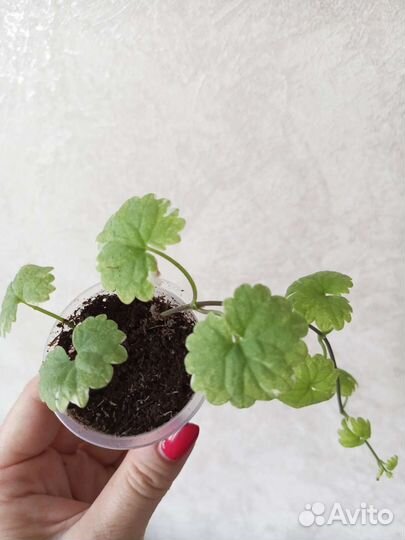 Будра пестролистная