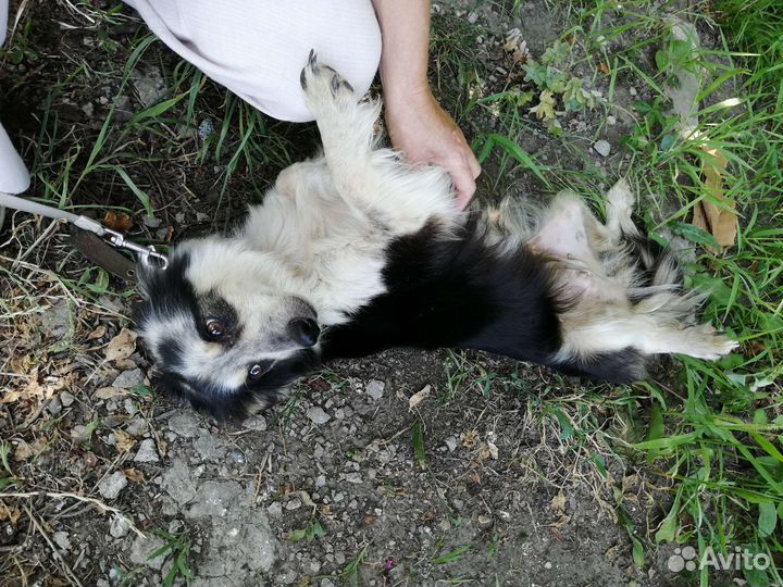 Собаки в дар бесплатно
