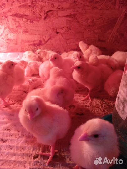 Цыплята бройлеры