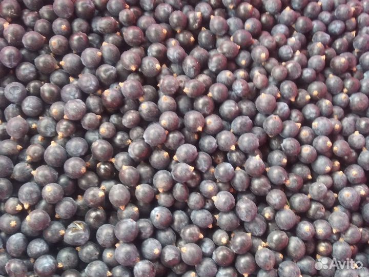 Коробка с ягодами можжевельника (1 кг)