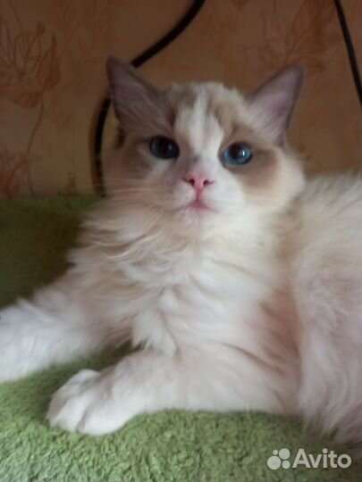 Котята регдолл