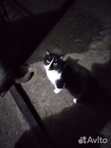 Котик