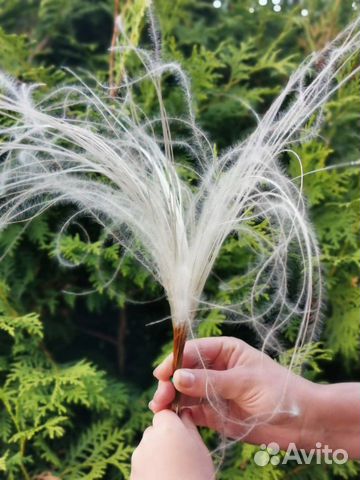 Стифа(волос ангела)