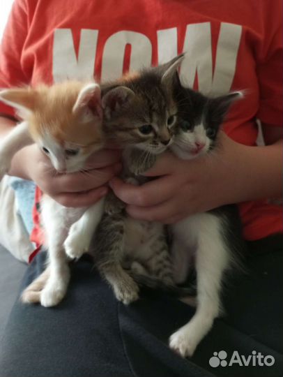 Кошки в добрые руки бесплатно