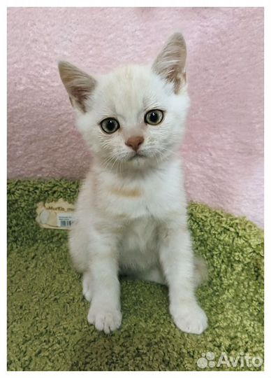 Белый котёнок с паспортом