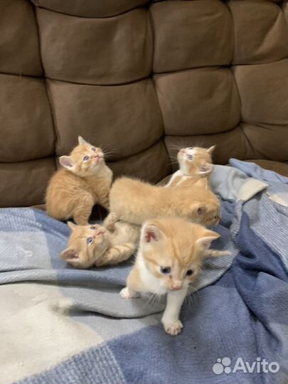 Отдам котят в добрые руки