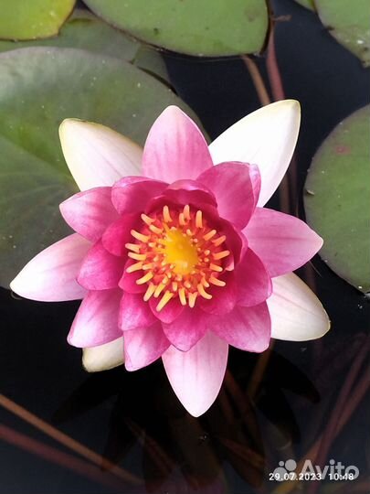 Водяная лилия