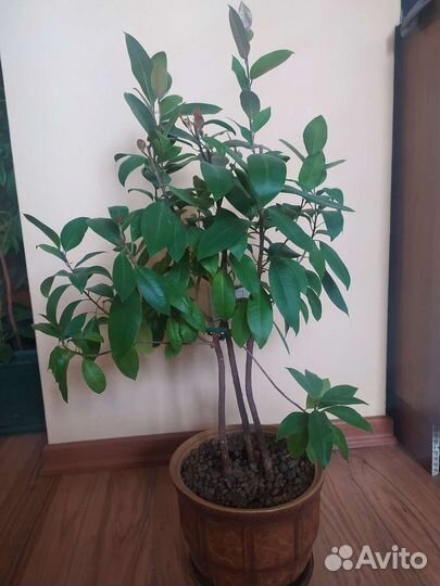 Фикус высота 60 см 3 растения в горшке