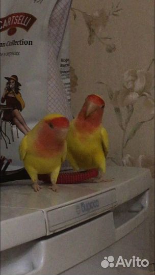 Попугай неразлучники пара