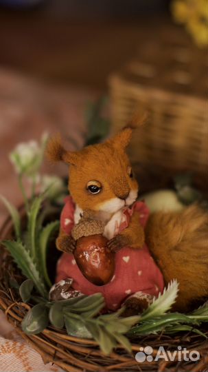 Тедди белка