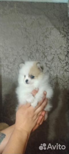 Щеночки шпиц