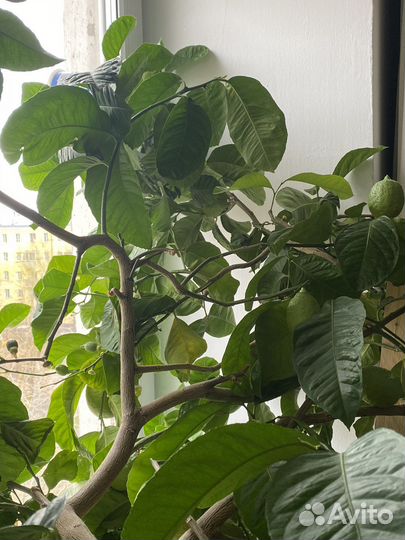 Лимонное дерево с плодами