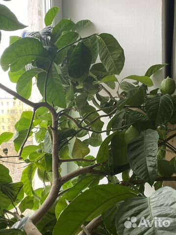 Лимонное дерево с плодами