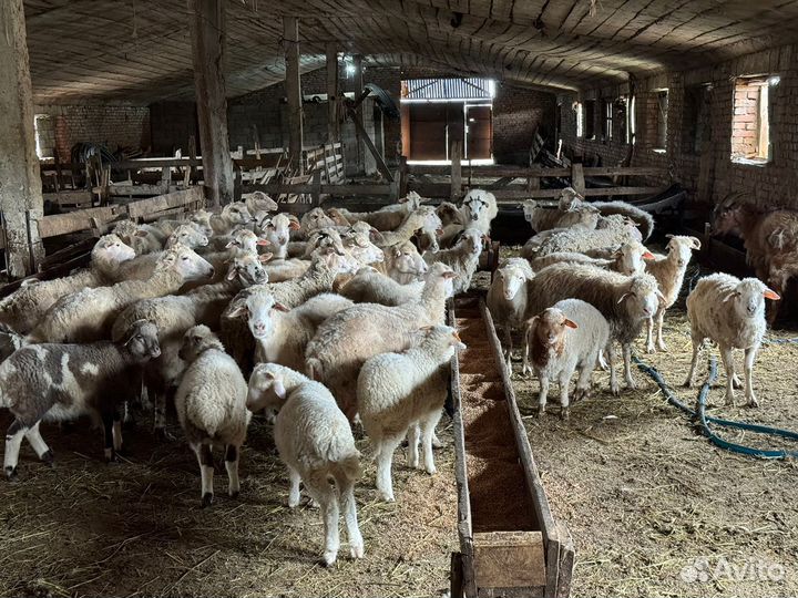 Овцы ягнята баранчик