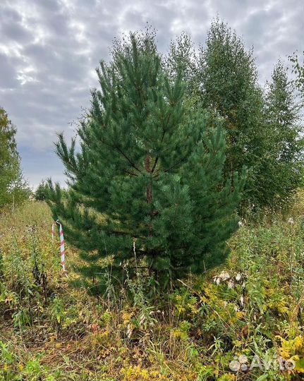 Сосна Обыкновенная саженцы с доставкой