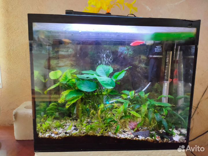 Аквариумы 100л и 30л со всем оборудованием и рыба