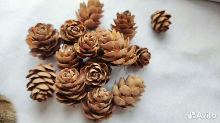 Шишки лиственницы