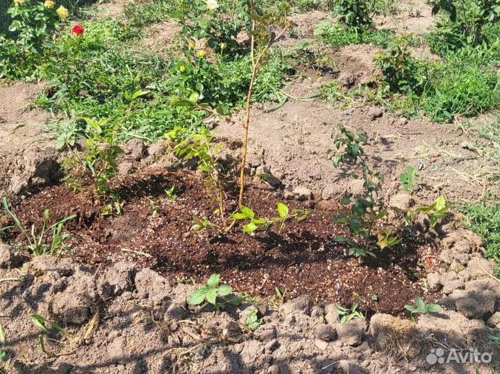 Саженцы голубика Блюкроп