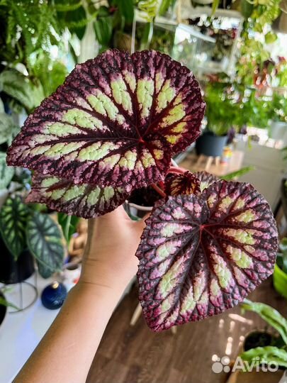 Декоративно лиственные бегонии