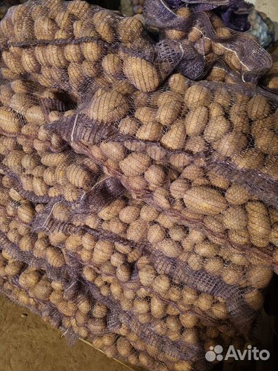 Картофель оптом некондиция