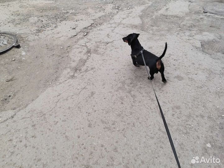 Вязка таксы, ищем подружку