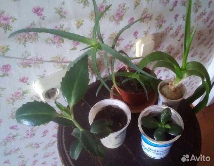 Индийский лук. денежное дерево алоэ, золотой ус