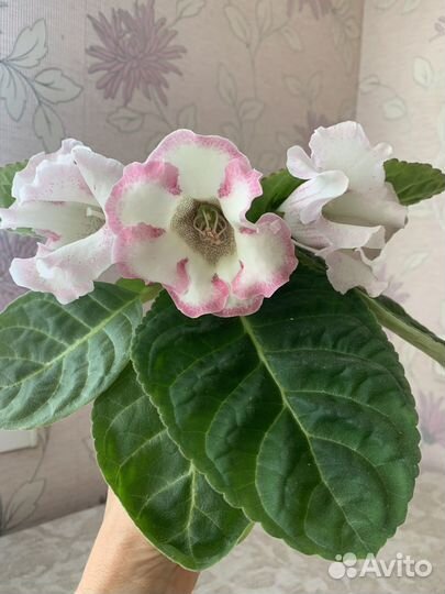 Глоксиния цветущая