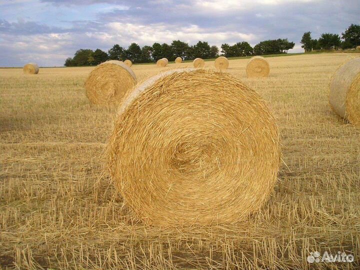 Сено солома