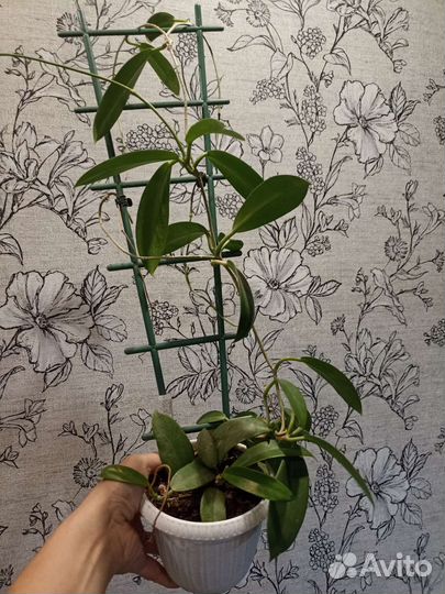 Хойя манилифлуа взрослая