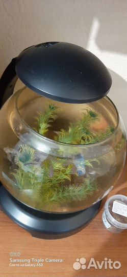 Аквариум с рыбками