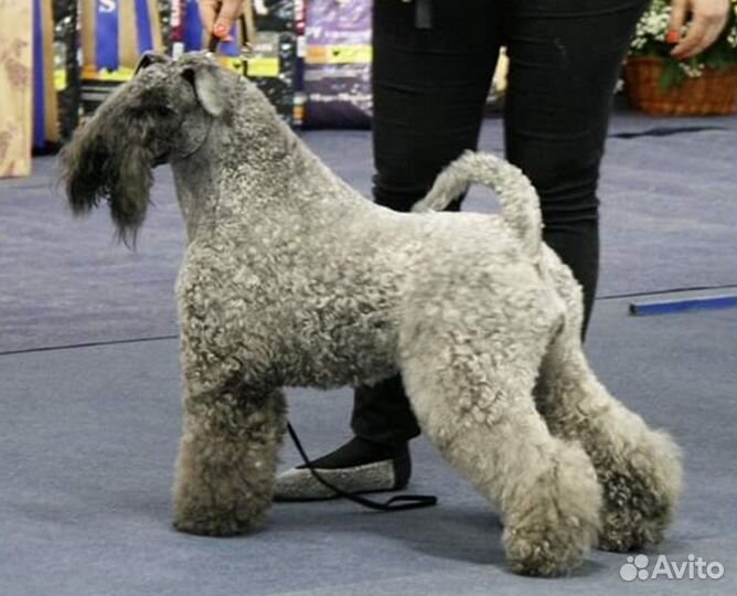 Керри блю терьер